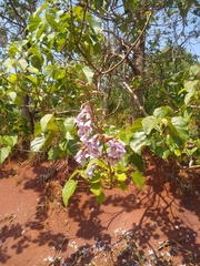 Paulownia tomentosa