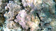 Tridacna maxima