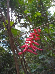 Neorudolphia volubilis