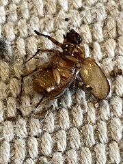 Cyclocephala