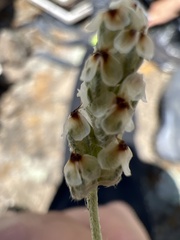 Plantago nivea