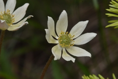 Anemone multifida