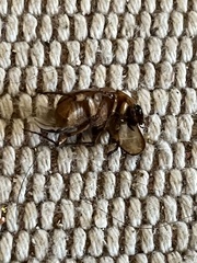 Cyclocephala