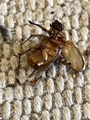 Cyclocephala