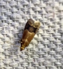 Eulogia ochrifrontella