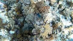 Tridacna maxima