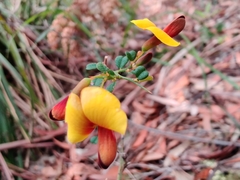 Bossiaea obcordata