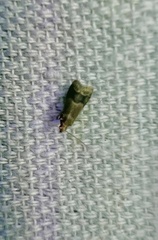 Eulogia ochrifrontella