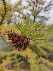 Larix lyallii