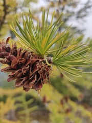 Larix lyallii