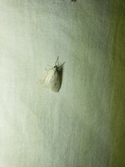 Protodeltote albidula