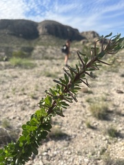 Fouquieria splendens