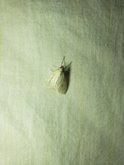 Protodeltote albidula