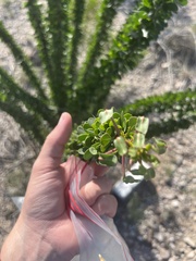 Fouquieria splendens