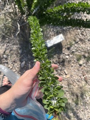 Fouquieria splendens