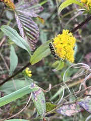 Solidago arguta