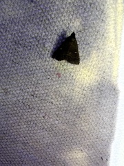 Tetanolita mynesalis