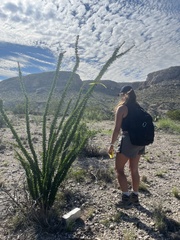 Fouquieria splendens