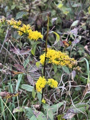Solidago arguta