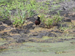 Jacana spinosa