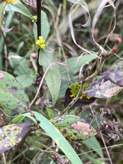 Solidago arguta