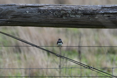 Stagonopleura guttata