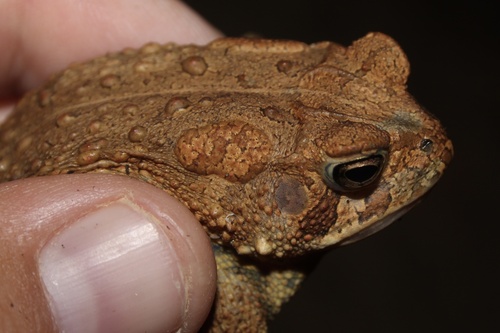 Anaxyrus americanus × fowleri