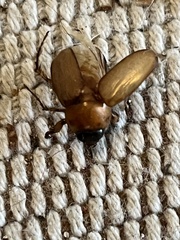 Cyclocephala