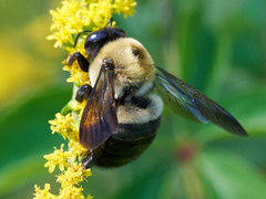 Xylocopa virginica virginica