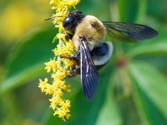 Xylocopa virginica virginica