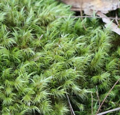 Dicranoloma menziesii