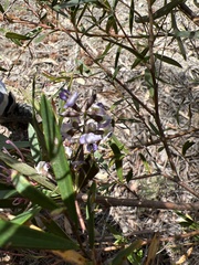 Glycine clandestina