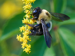 Xylocopa virginica virginica
