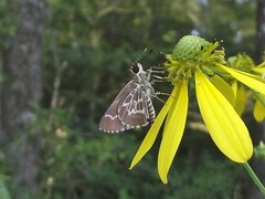 Amblyscirtes aesculapius