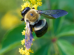 Xylocopa virginica virginica