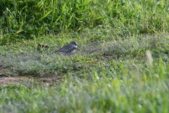 Stagonopleura guttata