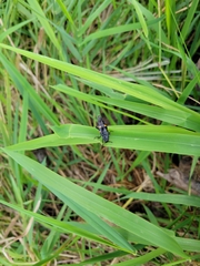 Nicrophorus defodiens