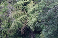 Cyatheales