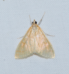 Pyraustini