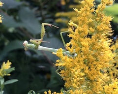 Stagmomantis carolina