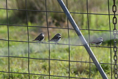 Stagonopleura guttata