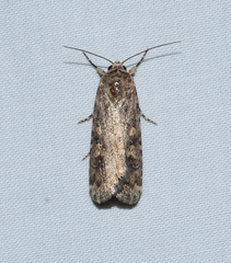 Spodoptera exigua
