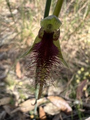 Calochilus robertsonii