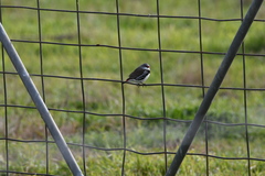 Stagonopleura guttata