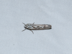Ethmia discostrigella