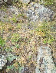 Saposhnikovia divaricata