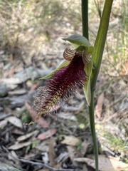 Calochilus robertsonii