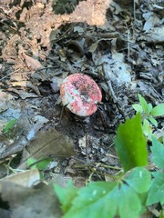 Russula