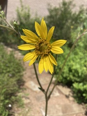 Silphium gracile