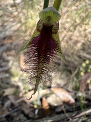 Calochilus robertsonii